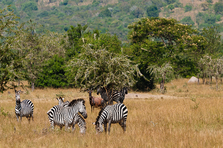 5 DAYS LAKE MBURO AND QUEEN ELIZABETH NATIONAL PAR